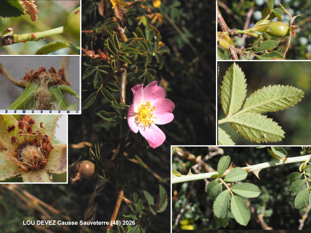 Rose,((inodorous)